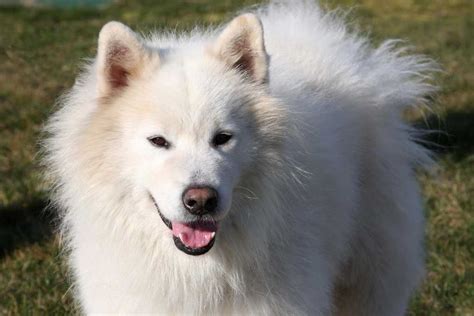 Samoyed rescue. Things To Know About Samoyed rescue. 
